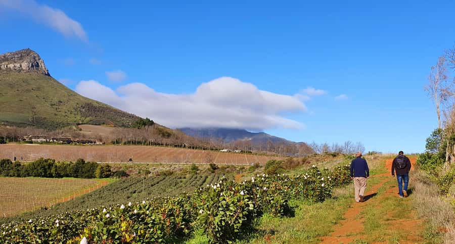 Stellenbosch: Guided Vineyard Hike and Wine Tasting - Key points at a glance