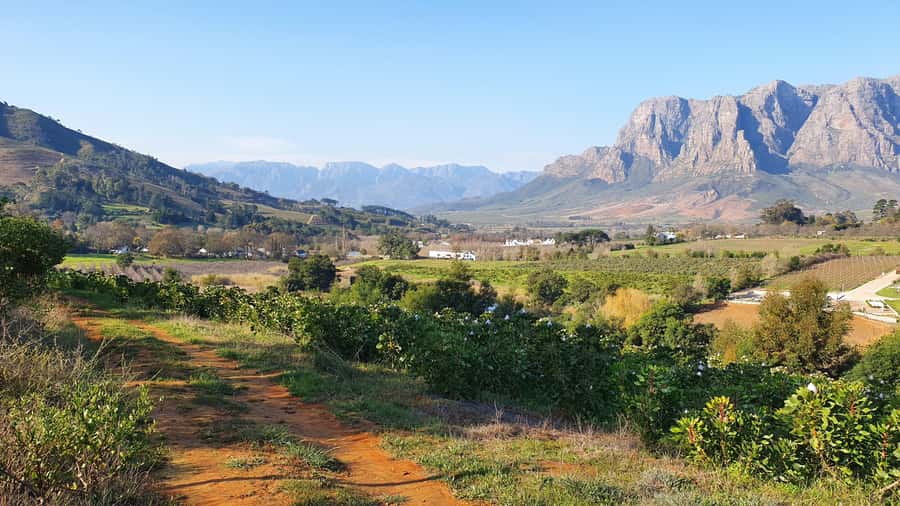Stellenbosch: Guided Vineyard Hike and Wine Tasting - Walking the vineyards of Banhoek Valley