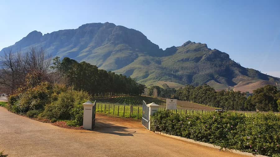 Stellenbosch: Guided Vineyard Hike and Wine Tasting - What the cellar tour adds