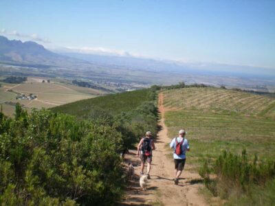 Guided Vineyard Hike and Wine Tasting