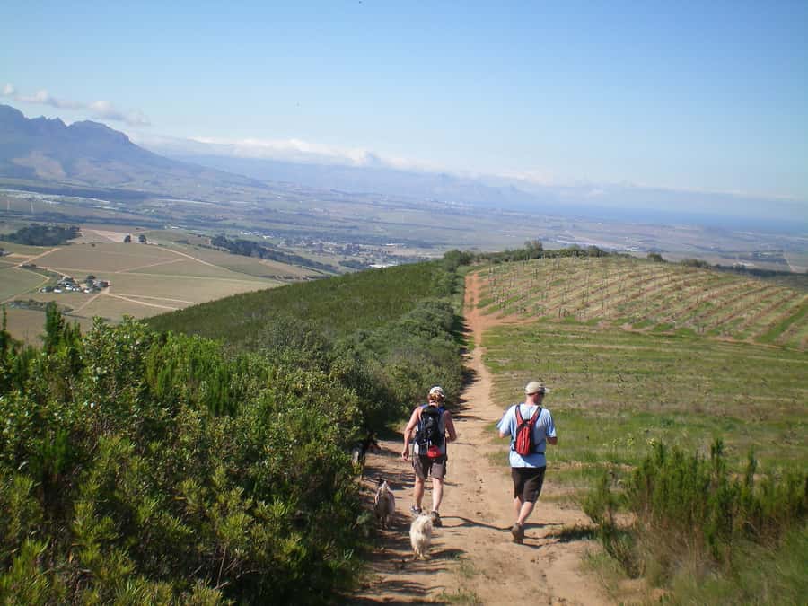 Stellenbosch: Guided Vineyard Hike and Wine Tasting - Two estates, two ways to understand wine