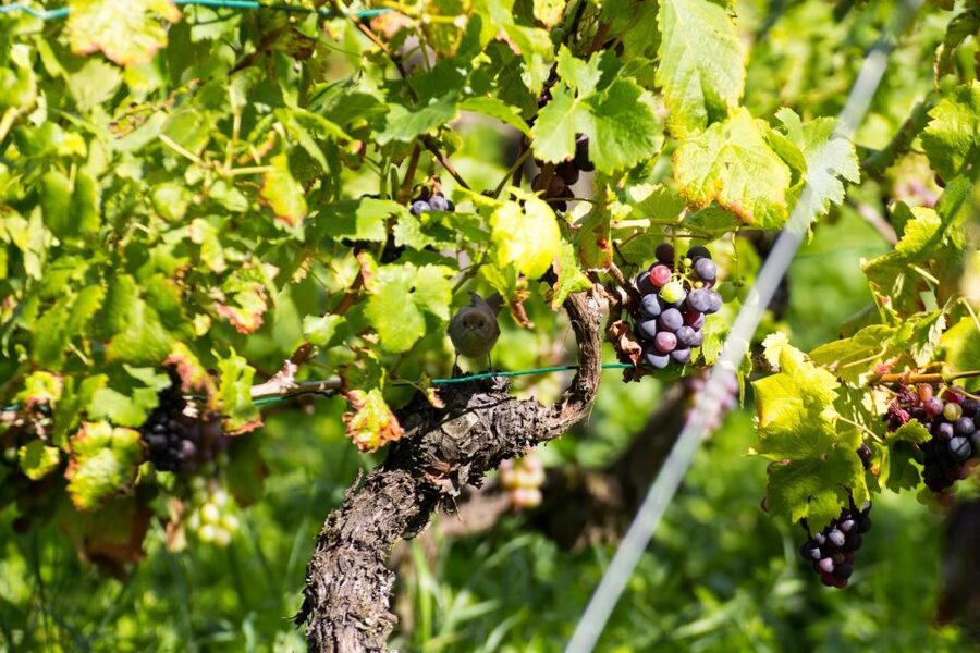 Stuttgart: Guided Vineyards Tour - Key points to know before booking