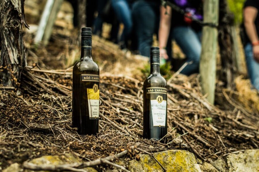 Stuttgart: Guided Vineyards Tour - Five wines, including Cannstatter Zuckerle
