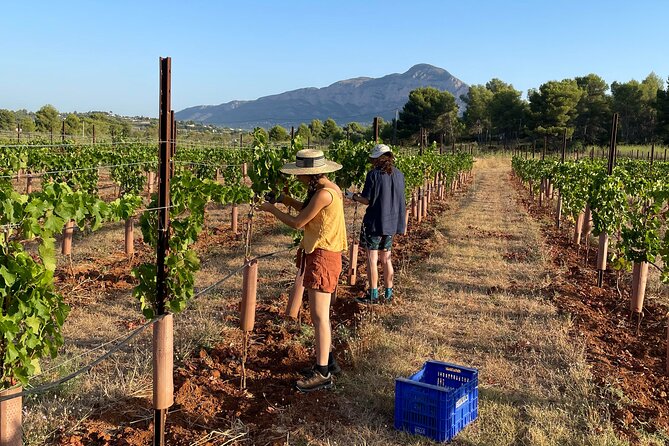 Sunset among Vineyards with Tasting in Alicante (min 6-12 people) - Wine, cheese, and a picnic beneath the trees