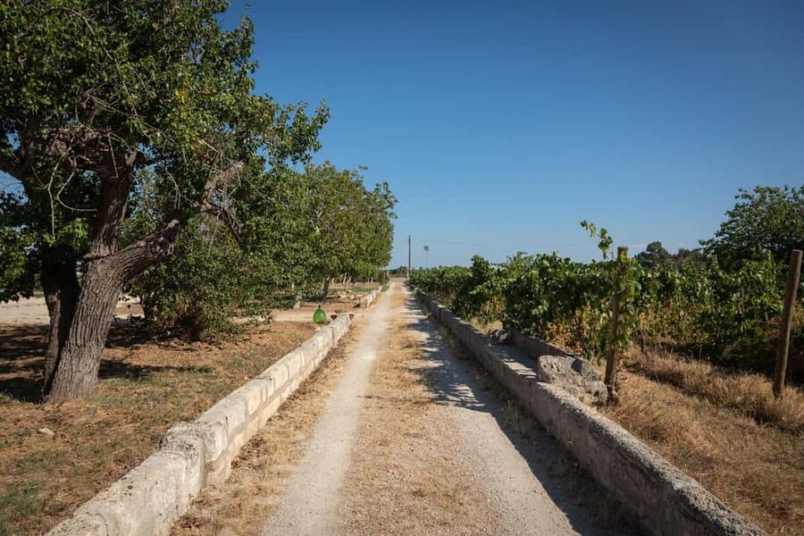 Sunset Escape in Lecce: Vineyard Picnic with Wine Tasting - Choosing your Valle della Cupa wine