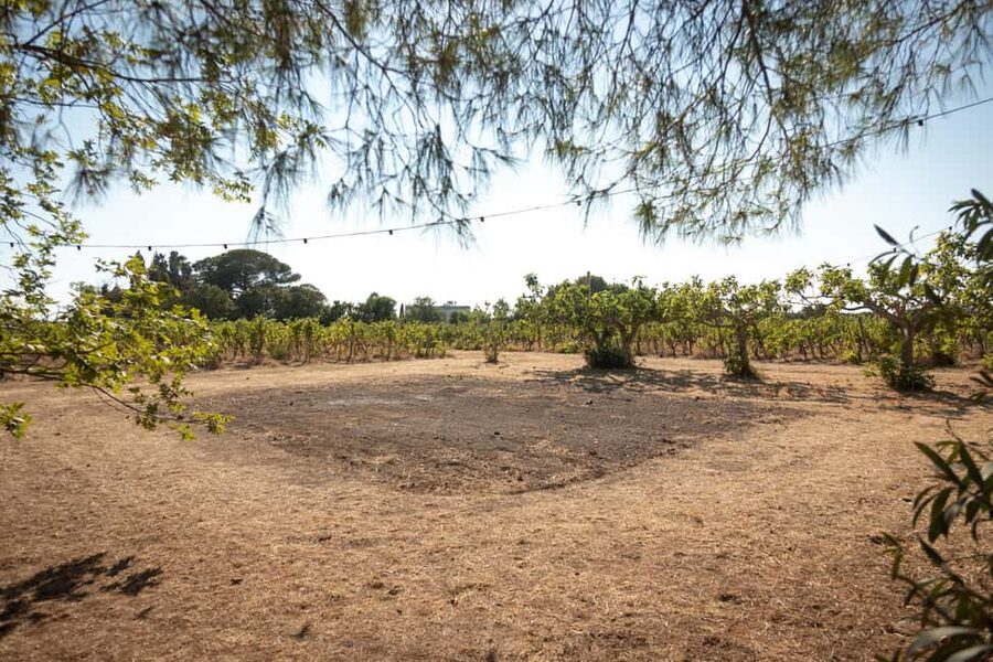 Sunset Escape in Lecce: Vineyard Picnic with Wine Tasting - Practical details that can make the night smoother
