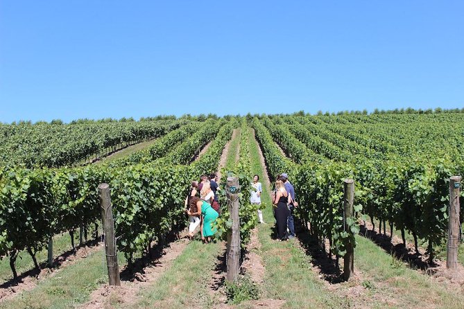 Sussex Vineyard & Winery Bus Tour on Iconic Vintage London Bus - Albourne Estate and the second tasting