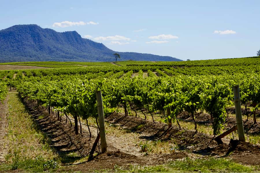 Sydney: Hunter Valley Wineries Day Trip with Food Tastings - Three wineries, three chances to shape the day