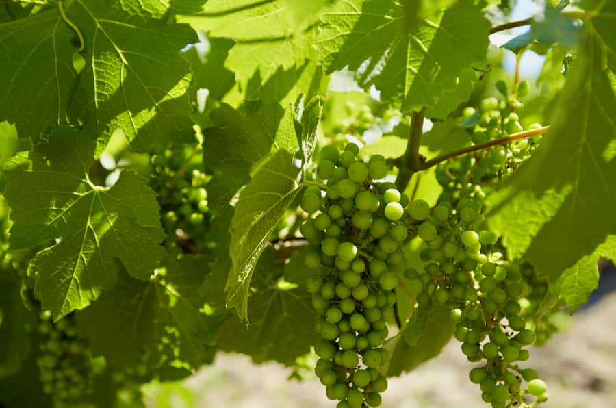Sydney: Hunter Valley Wineries Day Trip with Food Tastings - Who should book this Hunter Valley outing?