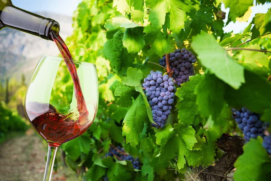 Table Mountain & Constantia Wine Estate Private Combo Tour - Constantia Glen and the first tasting