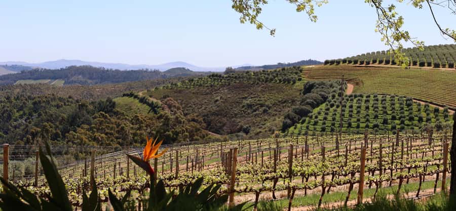 Table Mountain & Constantia Wine Estate Private Combo Tour - Groot Constantia, founded in 1685