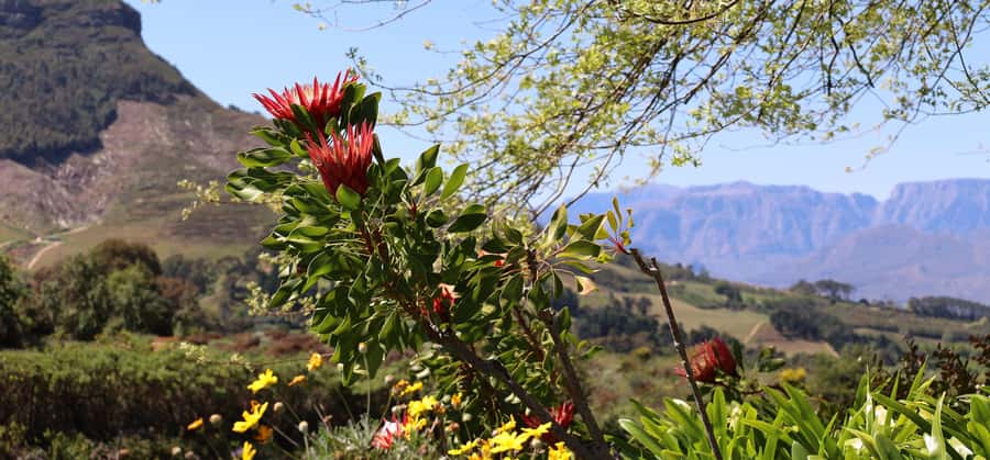 Table Mountain & Constantia Wine Estate Private Combo Tour - Steenberg closes the tasting route