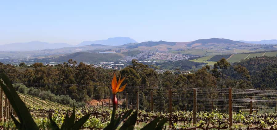 Table Mountain & Constantia Wine Estate Private Combo Tour - What the private format really adds