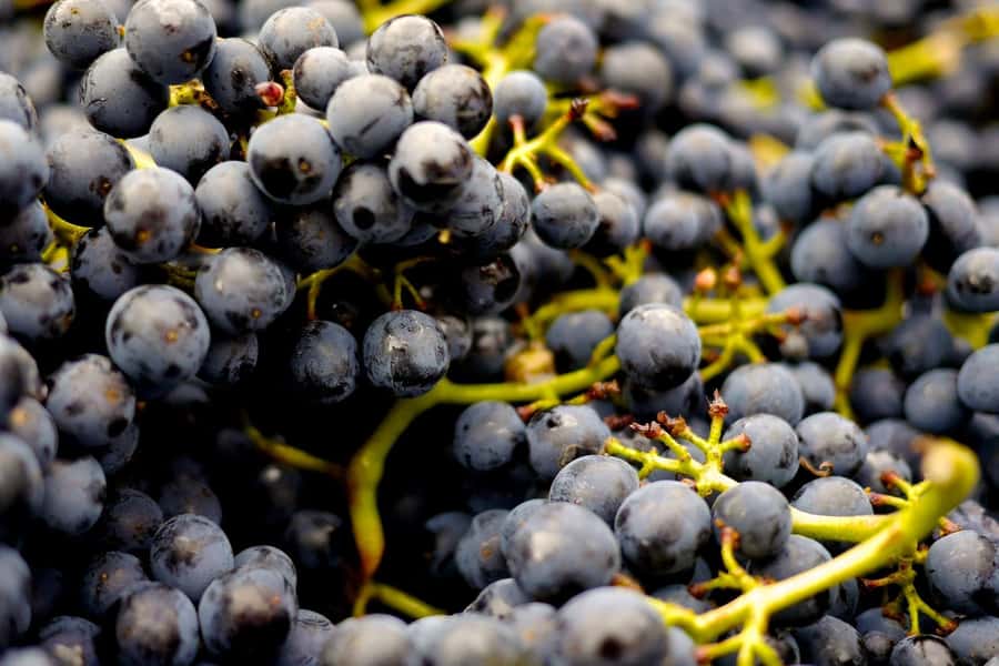 Table Mountain & Constantia Wine Estate Private Combo Tour - Who will enjoy this tour most?