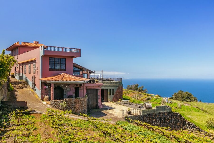 Tacoronte: Guided Winery Tour with Wine and Cheese Tastings - Why Canary wine tastes different
