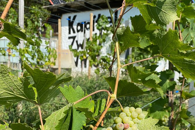 Taste and Tour Small Organic Wineries with a Winemaker - Why this Lower Austria wine tour feels different