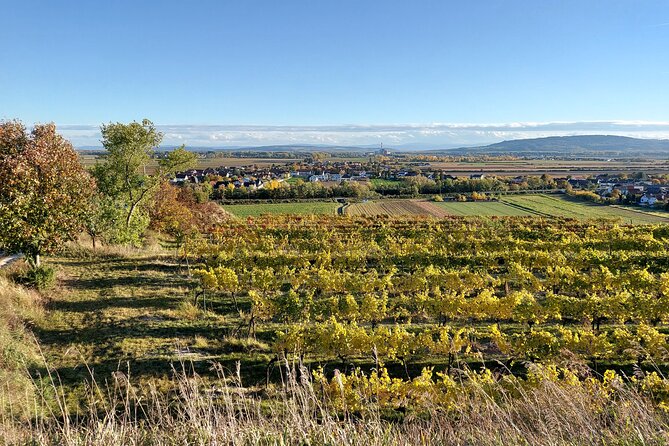 Taste and Tour Small Organic Wineries with a Winemaker - What makes the organic focus useful