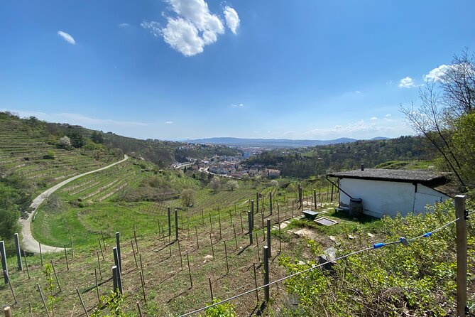 Taste and Tour Small Organic Wineries with a Winemaker - First stop: Chris’s vineyard and the view from the vines