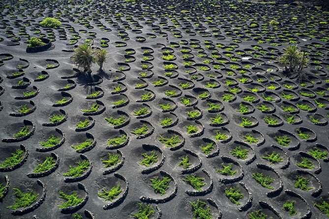 Taste Tradition 4 Wineries and Tapas Bar - Bodega Antonio Suarez and the Personal Side of Lanzarote Wine