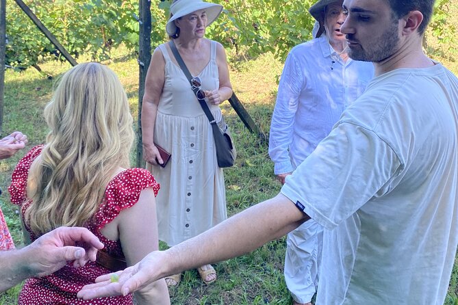 Tasting in a Tuscan Vineyard with transfer from Pisa - Key points to know before you book