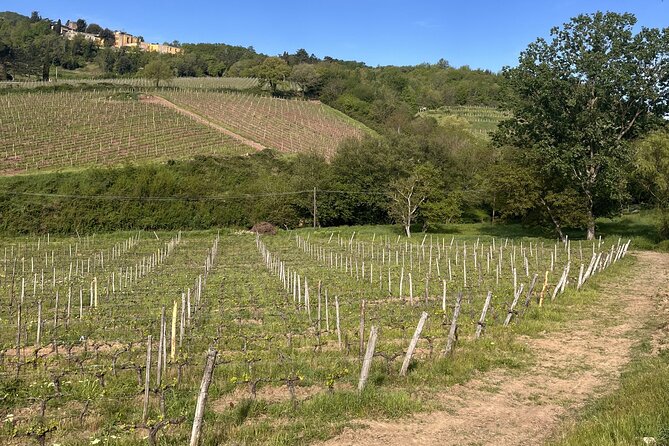 Tasting in a Tuscan Vineyard with transfer from Pisa - The 30-minute ride into the Province of Lucca