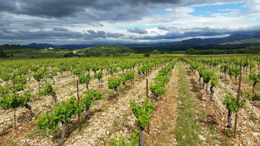 Tasting tour : The secrets of the vineyard Chateau Capion - What makes Château Capion worth a stop