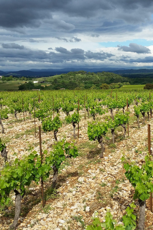 Tasting tour : The secrets of the vineyard Chateau Capion - The formal gardens and 1.2-kilometer vineyard trail