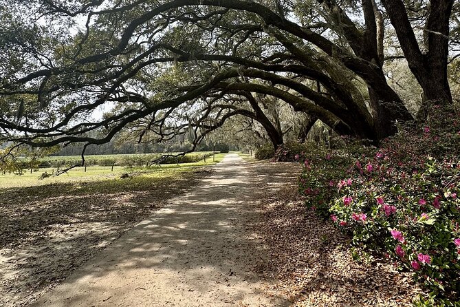 Tea Plantation and Winery Tour in Charleston - Angel Oak: a fast stop with a big payoff