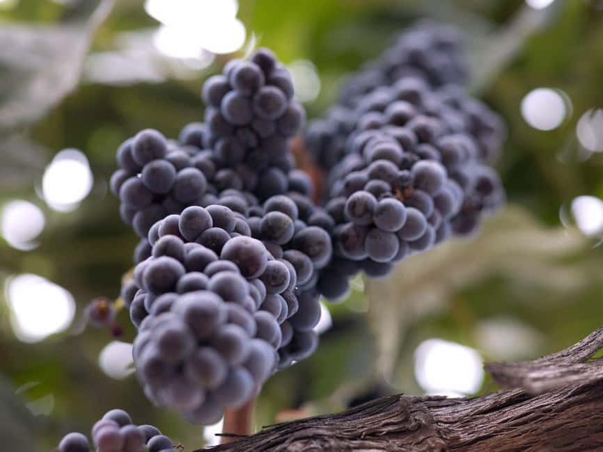 Temecula: 3-Winery Tour with Tastings and Lunch - Three Temecula wineries, one easy half-day