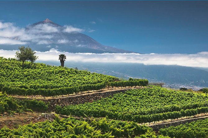 Tenerife Bodegas Monje Winery Tour with Wine and Cheese Tasting - Timing can change the order of your visit