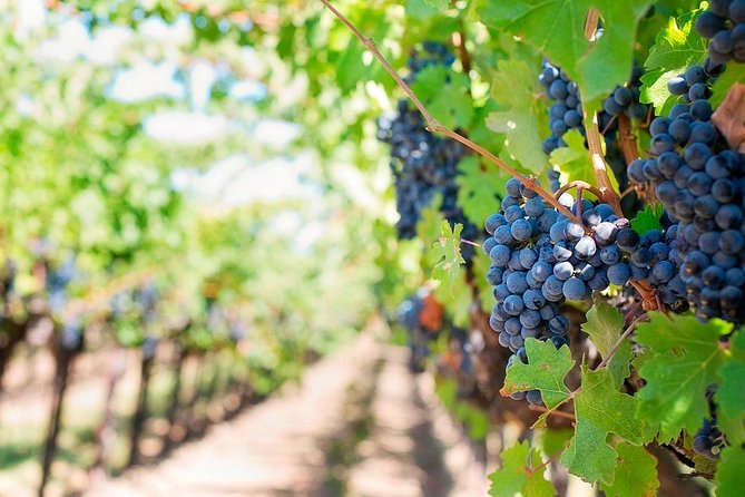 Tenerife Gastronomy Tour with Two Winery Visits and 4-Course Lunch - From southern resorts to La Laguna