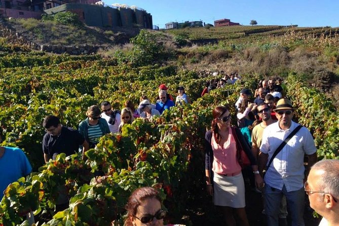 Tenerife Gastronomy Tour with Two Winery Visits and 4-Course Lunch - Casa del Vino and the first wine tasting