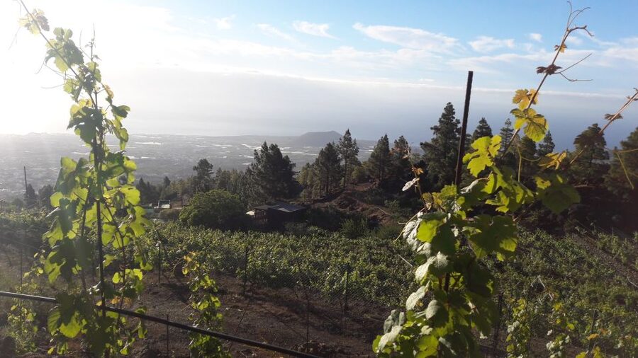 Tenerife: Tour of an Organic Vineyard with Tasting & Snacks - Meeting near the FERRERA sign