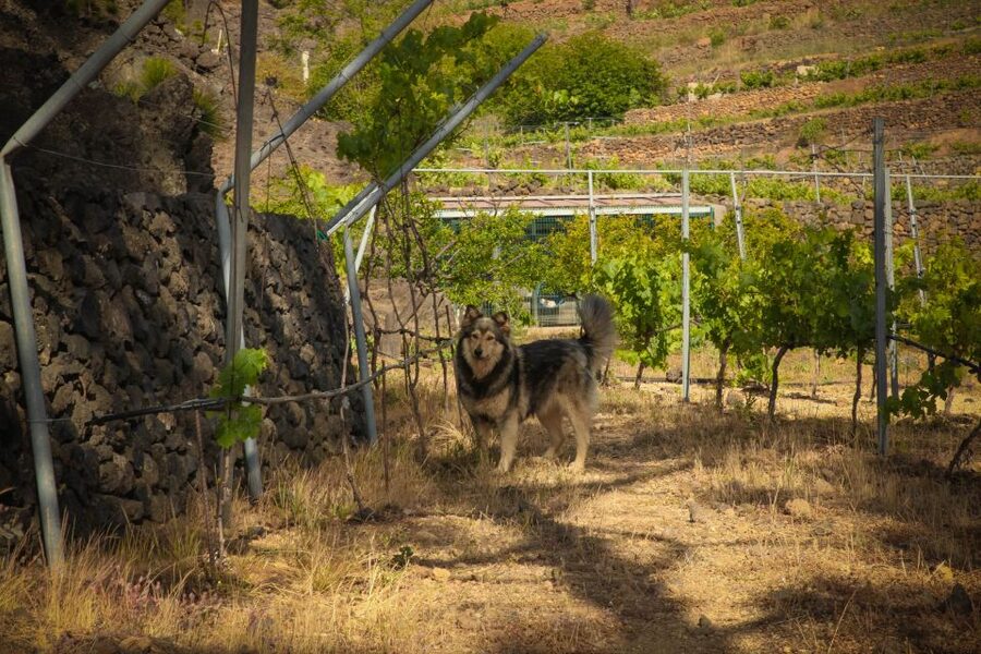 Tenerife: Tour of an Organic Vineyard with Tasting & Snacks - Walking through old organic vines