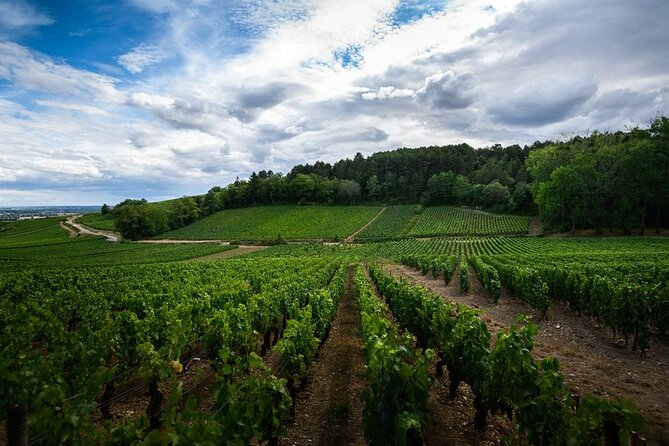 The Beautiful Escape, The Cellar Armand Heitz - Why the Clos des Poutures makes a better classroom than a tasting room
