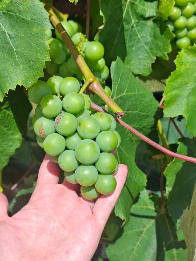 The Boutique Experience: Waiheke Island Best Cellar Tour - Scenic drives and local stories between tastings