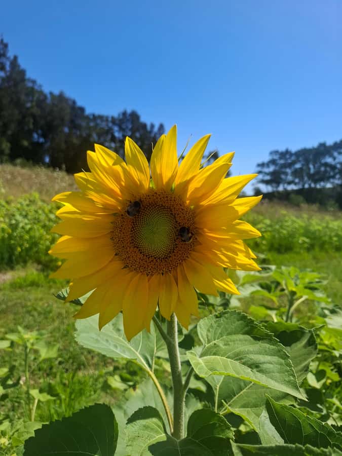 The Boutique Experience: Waiheke Island Best Cellar Tour - Who should book this Waiheke wine tour