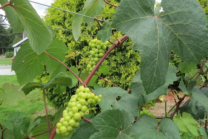 The Fraser Valley Winery Tour - Key points to know before booking