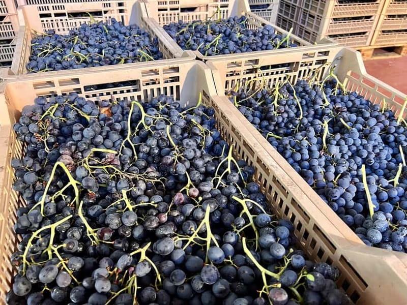 The grand tour of Amarone: 2 wineries with delicious lunch - The first hill stop and the view over Valpolicella