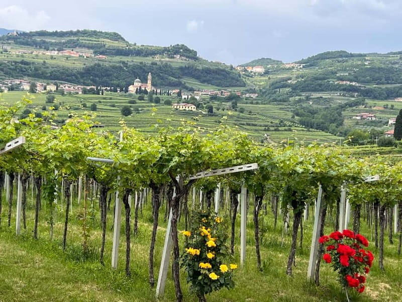 The grand tour of Amarone: 2 wineries with delicious lunch - First winery: production, local grapes, and an olive oil extra
