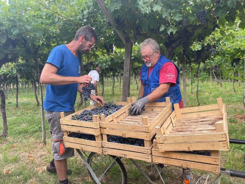 The grand tour of Amarone: 2 wineries with delicious lunch - The 15th-century cellar lunch