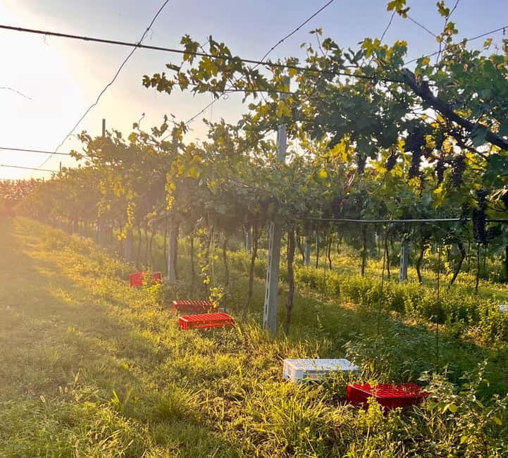 The grand tour of Amarone: 2 wineries with delicious lunch - What the tasting format means for your day