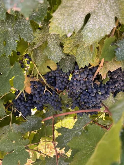 The grand tour of Amarone: 2 wineries with delicious lunch - Shipping bottles home