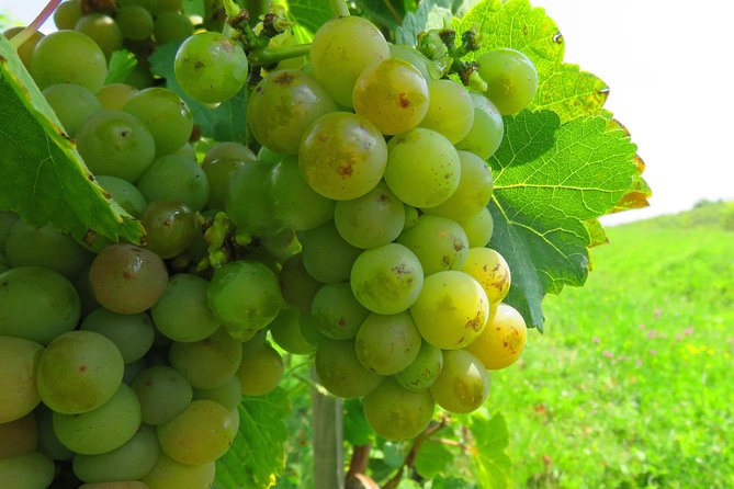 The wine route by bike - Who should choose this experience