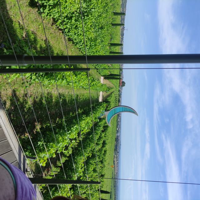 Thessaloniki: Winery Visit with Wine Tasting Experience - Learning how Greek wine is made