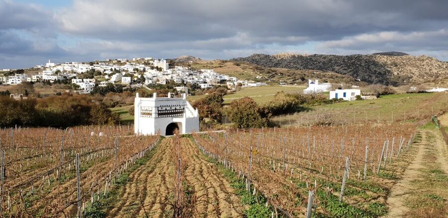 Tinos: Winery Tour and Wine Tasting Paired with Snacks - A useful stop for non-drivers