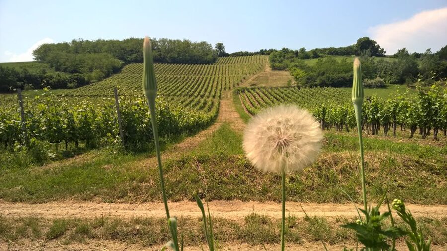 Tokaj: Vineyard Tour & Tasting - Is $92 a fair price?