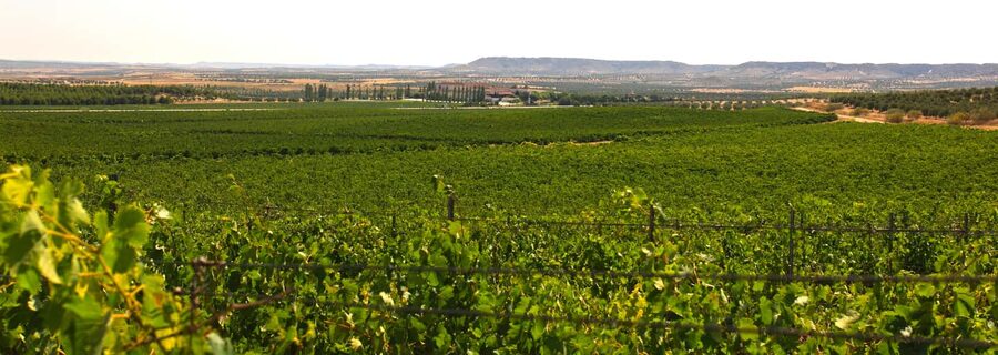 Toledo: Casa del Valle Winery Tour and Wine Tasting - Grape varieties, climate, and sustainable growing