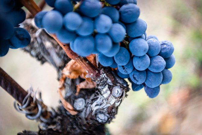 Tour and Tasting at an Organic Winery in the Heart of Chianti Classico Area - Who will enjoy this winery visit?