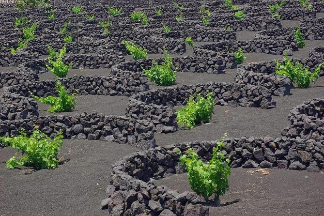 Tour Lanzarote South with Winery Visit - My practical verdict